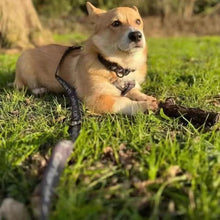 Cargar imagen en el visor de la galería, Carhartt Dog Rope Pet Traction Rope Letter Woven Metal Buckle Nylon Tensile Rope
